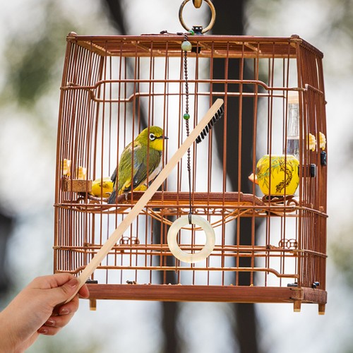 Parrot cage brush - ,